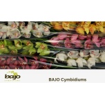 Cymbidium Tsümbiidium MIX 70cm