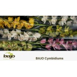 Cymbidium MIX 70cm