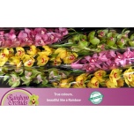 Cymbidium MIX 80cm