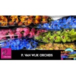 Cymbidium Tsümbiidium paint 80cm