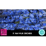 Cymbidium Tsümbiidium paint 80cm