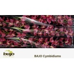 Cymbidium Bryce 60cm
