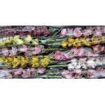 Cymbidium mini MIX 60cm