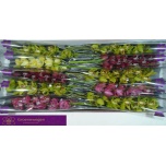 Cymbidium mini MIX 60cm