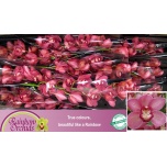 Cymbidium 60cm Tsümbiidium Red Dream