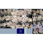 Cymbidium Tsümbiidium Sugar Lee 60cm