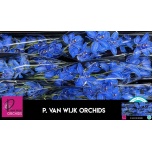 Cymbidium Tsümbiidium paint Blue 60cm