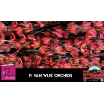 Cymbidium Tsümbiidium paint 60cm