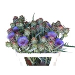 Cynara cardunculus Artišokk 80cm