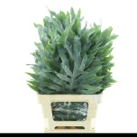 Cyrtomium Kõverjalg 70cm (pk)