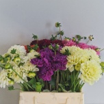 Dahlia Daalia mix 40cm
