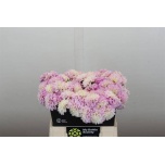 Dahlia Daalia Ball Genova 40cm