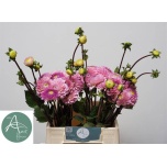 Dahlia Daalia Ball Wizzard Of Oz 40cm