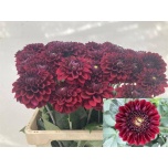 Dahlia Daalia Black Fox 60cm