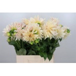 Dahlia Daalia Cafe Au Lait 60cm