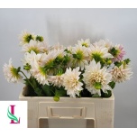 Dahlia Daalia Cafe Au Lait 60cm