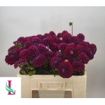 Dahlia Daalia Ivanetti 50-55cm