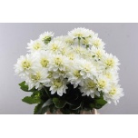 Dahlia Daalia Karma Maarten Zwaan 50cm