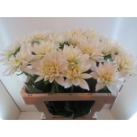 Dahlia Daalia Karma Maarten Zwaan 50-55cm