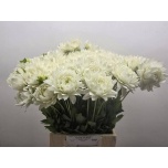 Dahlia Daalia Karma Maarten Zwaan 50-55cm