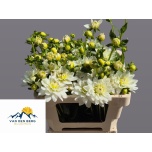 Dahlia Daalia Karma Maarten Zwaan 50-55cm