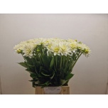 Dahlia Daalia Karma Maarten Zwaan 50-55cm