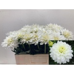 Dahlia Daalia Karma Maarten Zwaan 50-55cm