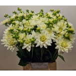 Dahlia Daalia Karma Maarten Zwaan 50-55cm