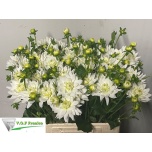 Dahlia Daalia Karma Maarten Zwaan 60-65cm