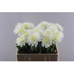 Dahlia Daalia Karma Maarten Zwaan 60cm