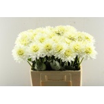 Dahlia Daalia Karma Maarten Zwaan 60cm