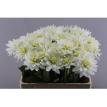 Dahlia Daalia Karma Maarten Zwaan 60-65cm