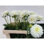 Dahlia Daalia Karma Maarten Zwaan 60cm
