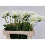 Dahlia Daalia Karma Maarten Zwaan 60cm