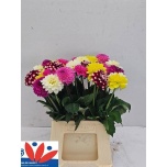 Dahlia Daalia mix 50cm