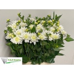 Dahlia Daalia Karma Maarten Zwaan 70cm