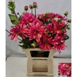 Dahlia Daalia ov 60cm