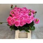 Dahlia Daalia Sandra 50cm