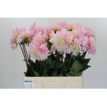 Dahlia Daalia Sweet Nathalie 60cm