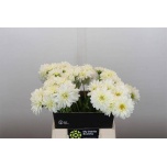 Dahlia Daalia White Cup