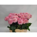 Dahlia Daalia Ball Wizzard Of Oz 60cm