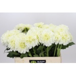 Dahlia Daalia White Wonder 55cm