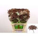 Daucus Carota Dara 60cm