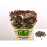 Daucus Carota Dara 60cm
