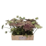 Daucus Carota Dara 60cm