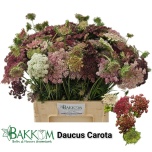 Daucus Carota Dara 60cm