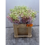 Delphinium Kukekannus ov 60cm