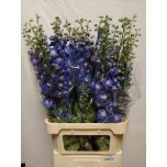 Delphinium Kukekannus Aurora Blue 100cm
