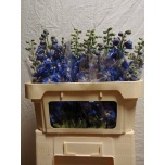 Delphinium Kukekannus Aurora Blue 70cm