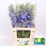 Delphinium Kukekannus Aurora Blue 70cm